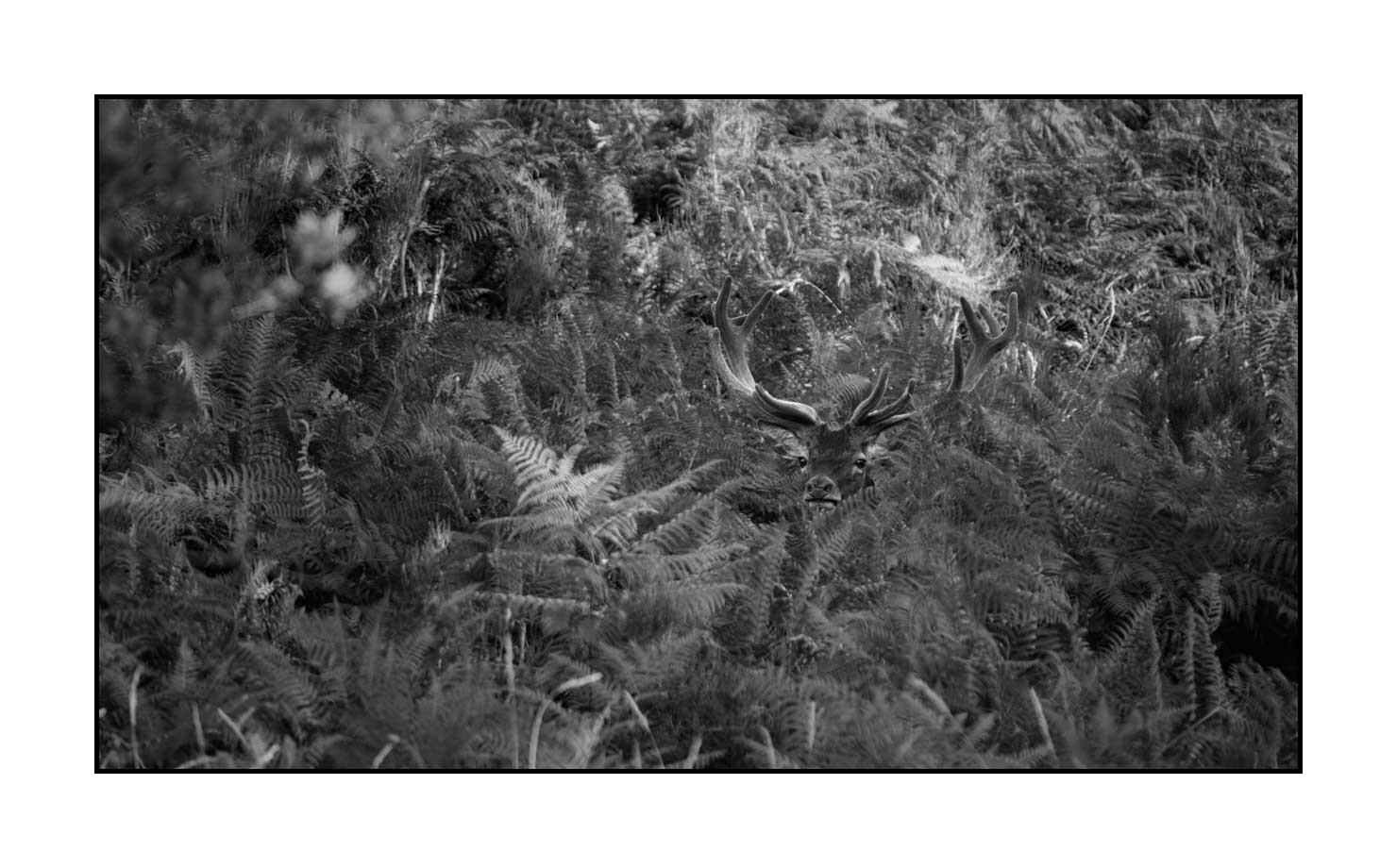 nuances-de-noirs-et-de-blancs/049-cerfs-en-bois-de-velours/fr/02-cerf-en-bois-de-velours-noir-et-blanc-150605CHMANI0002B