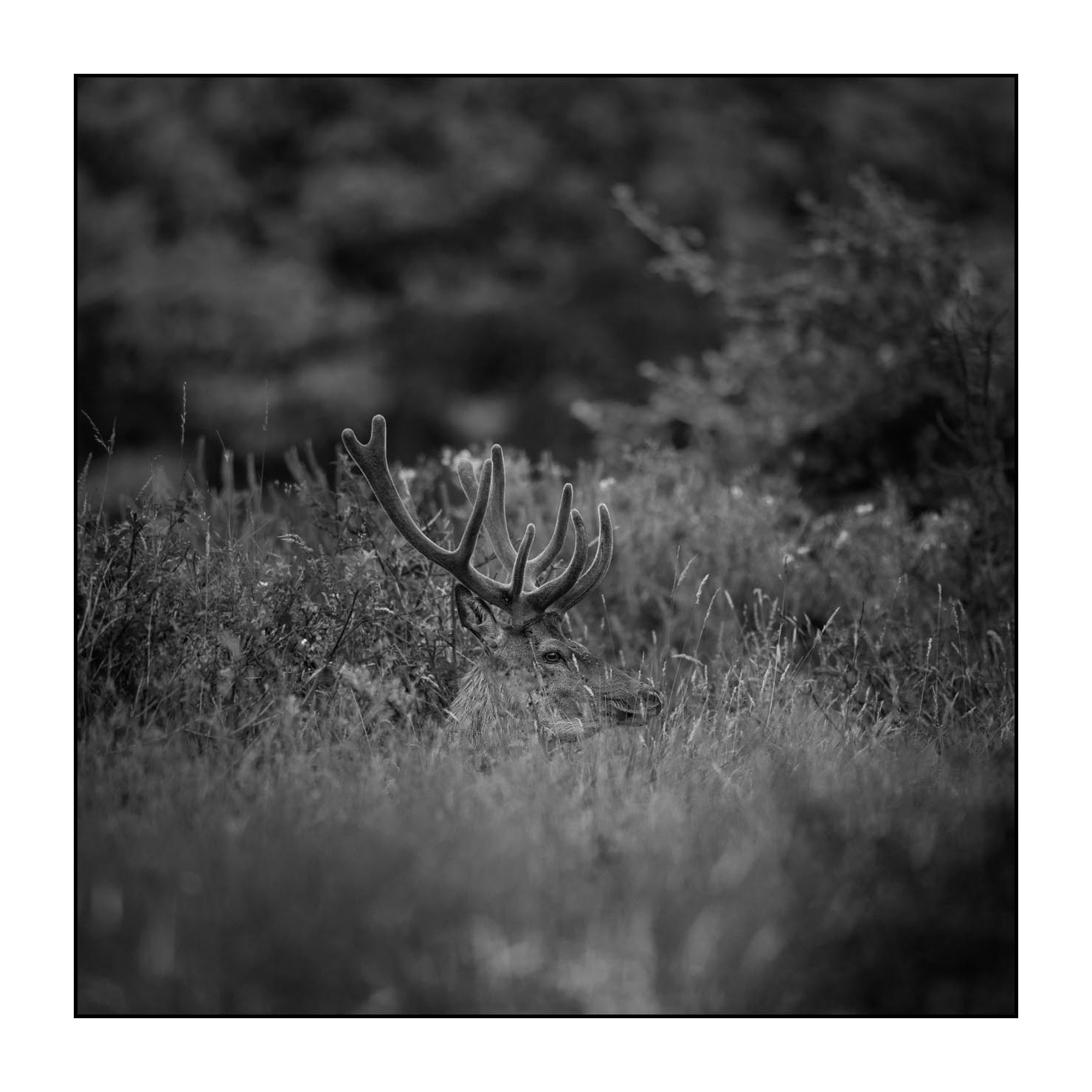 nuances-de-noirs-et-de-blancs/049-cerfs-en-bois-de-velours/fr/03-cerf-en-bois-de-velours-noir-et-blanc-170703CHMANI0141B