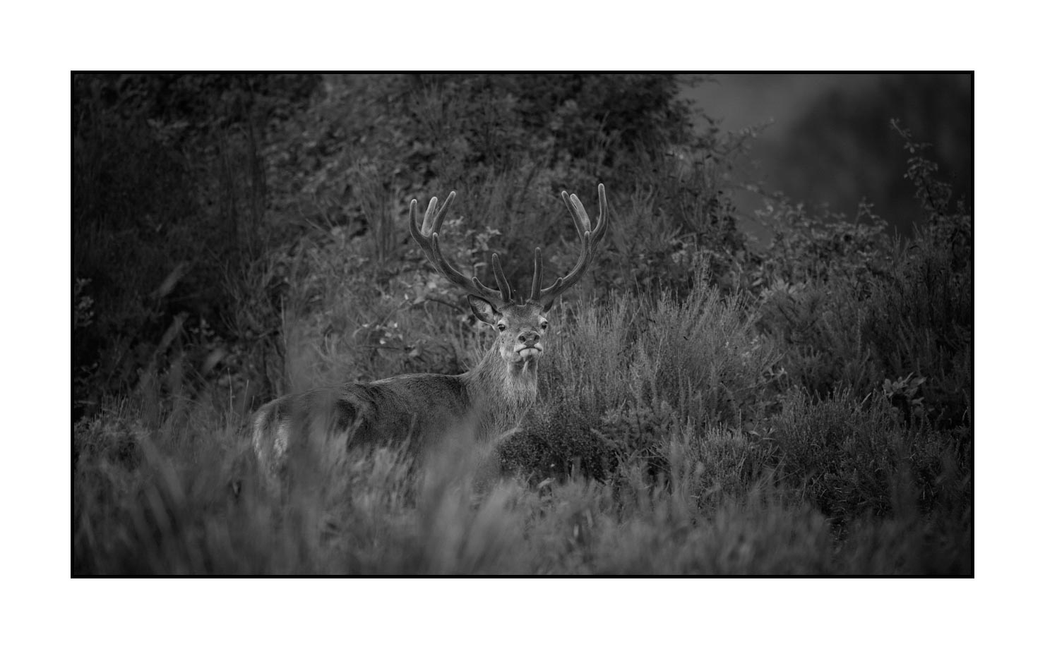 nuances-de-noirs-et-de-blancs/049-cerfs-en-bois-de-velours/fr/04-cerf-en-bois-de-velours-noir-et-blanc-180703CHMANI0002B