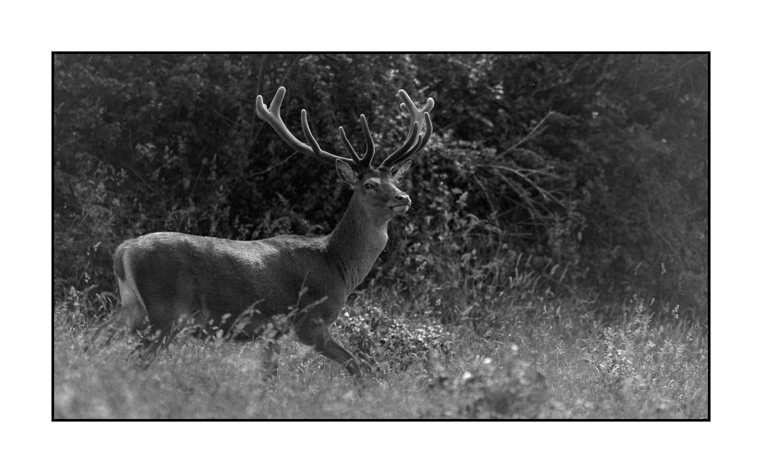 nuances-de-noirs-et-de-blancs/049-cerfs-en-bois-de-velours/fr/05-cerf-en-bois-de-velours-noir-et-blanc-140610CMAMAM0013B