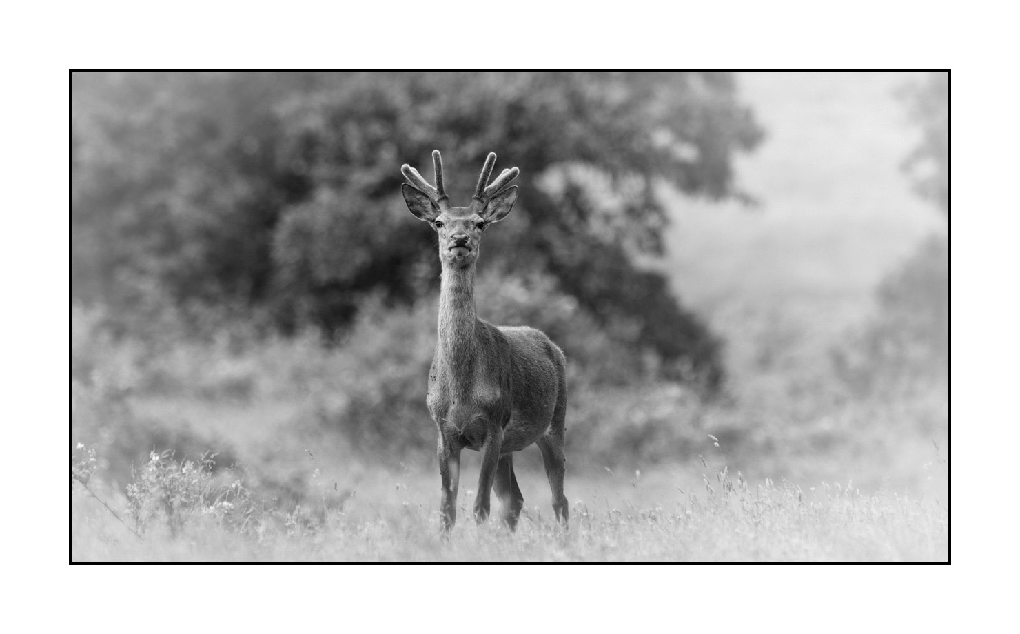 nuances-de-noirs-et-de-blancs/049-cerfs-en-bois-de-velours/fr/06-cerf-en-bois-de-velours-noir-et-blanc-140610CMAMAM0022B