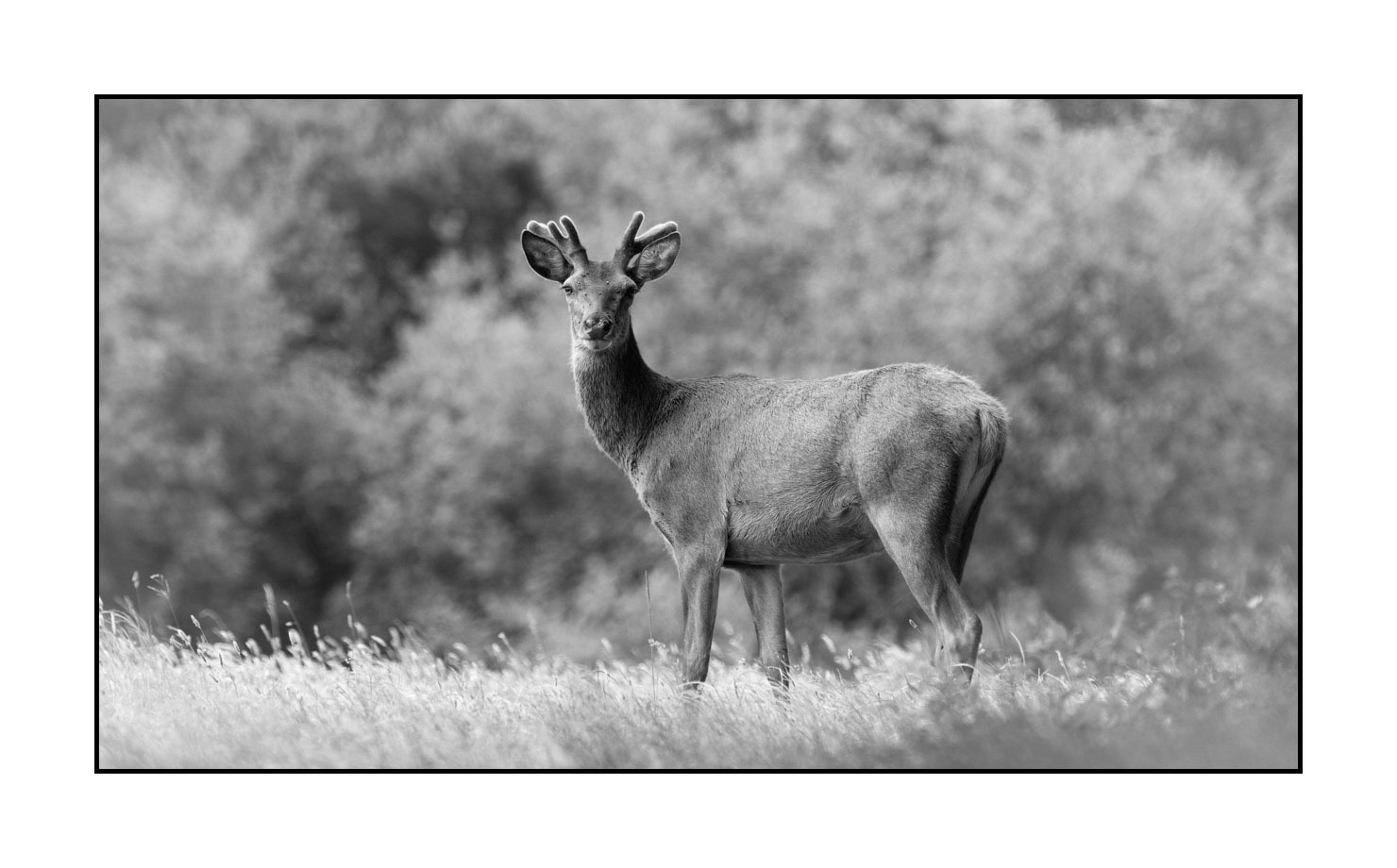 nuances-de-noirs-et-de-blancs/049-cerfs-en-bois-de-velours/fr/07-cerf-en-bois-de-velours-noir-et-blanc-140610CMAMAM0068B
