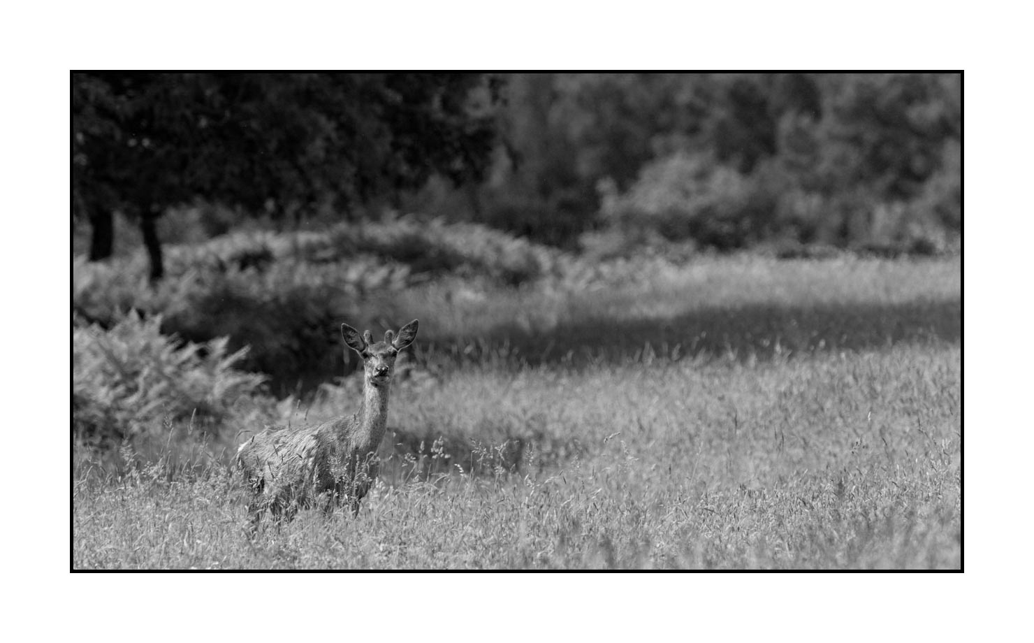 nuances-de-noirs-et-de-blancs/049-cerfs-en-bois-de-velours/fr/08-cerf-en-bois-de-velours-noir-et-blanc-150605CHMANI0065B