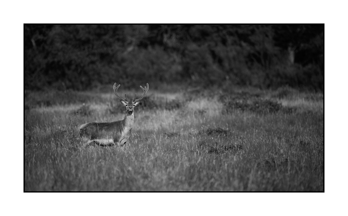nuances-de-noirs-et-de-blancs/049-cerfs-en-bois-de-velours/fr/09-cerf-en-bois-de-velours-noir-et-blanc-170703CHMANI0116B
