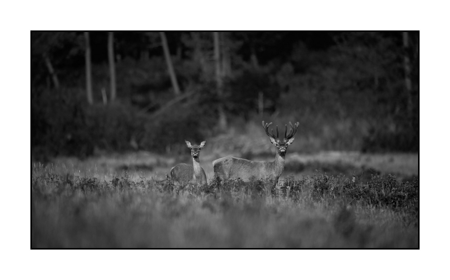 nuances-de-noirs-et-de-blancs/049-cerfs-en-bois-de-velours/fr/10-cerf-en-bois-de-velours-noir-et-blanc-170703CHMANI0119B