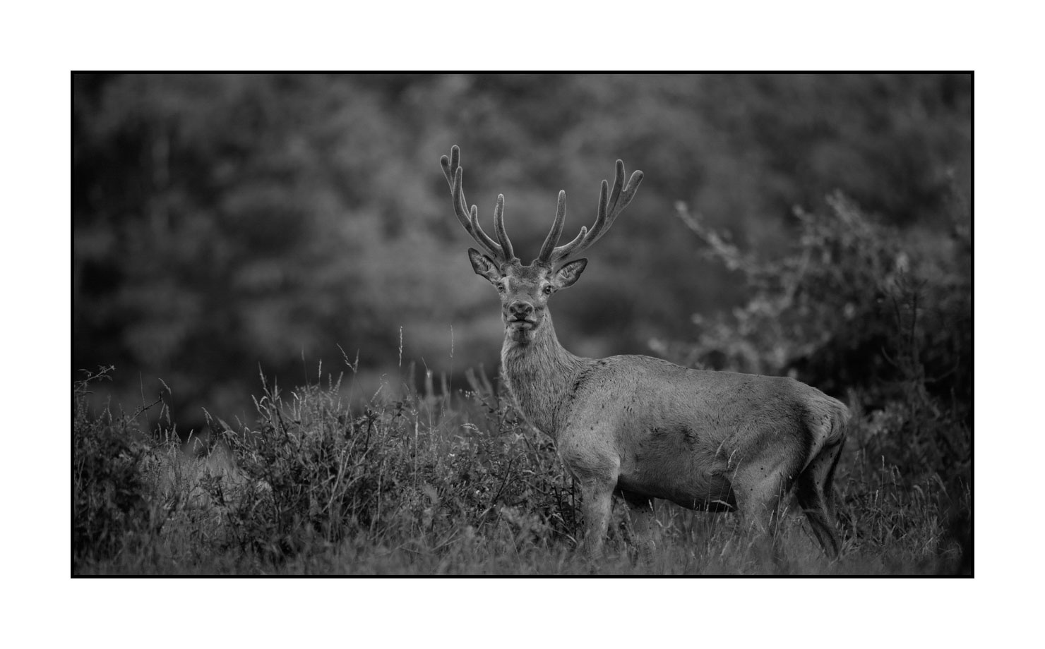 nuances-de-noirs-et-de-blancs/049-cerfs-en-bois-de-velours/fr/11-cerf-en-bois-de-velours-noir-et-blanc-170703CHMANI0150B