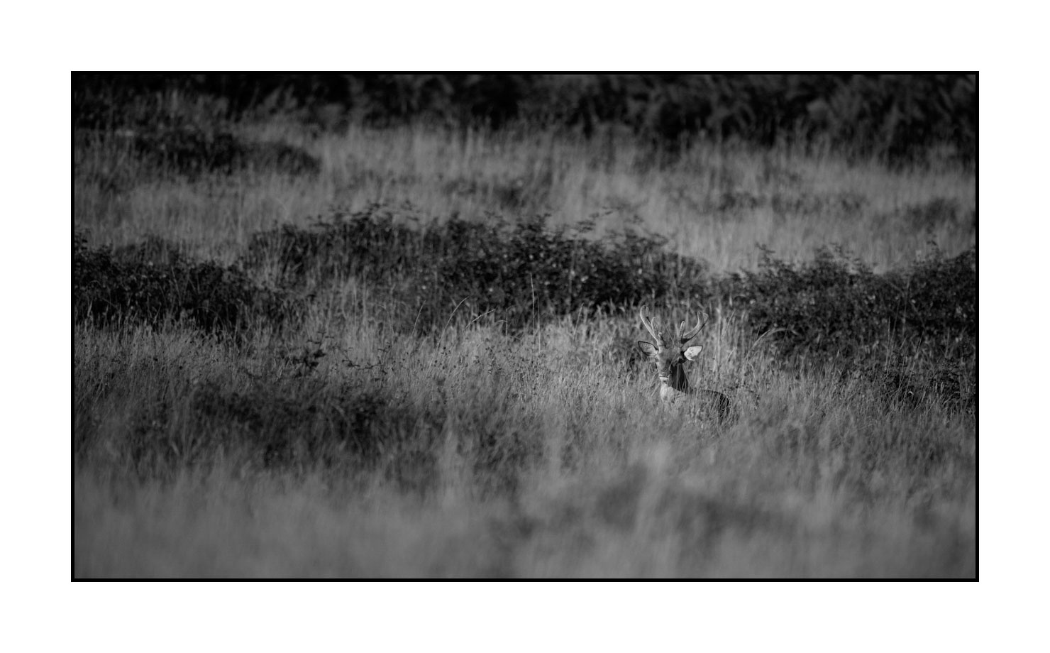 nuances-de-noirs-et-de-blancs/049-cerfs-en-bois-de-velours/fr/12-cerf-en-bois-de-velours-noir-et-blanc-180703CHMANI0080B