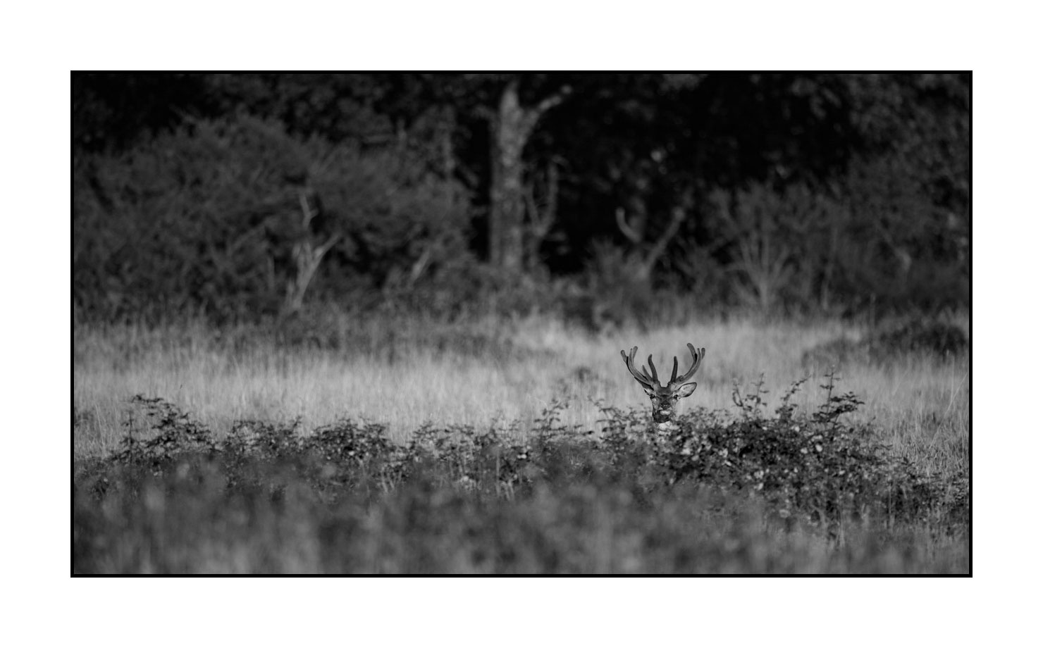 nuances-de-noirs-et-de-blancs/049-cerfs-en-bois-de-velours/fr/13-cerf-en-bois-de-velours-noir-et-blanc-180703CHMANI0183B