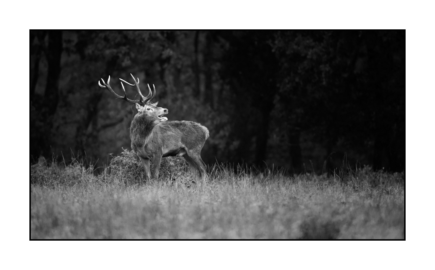 nuances-de-noirs-et-de-blancs/057-brame-du-cerf/en/08-red-deer-bellowing-rut-of-the-deer-190920CHMBRA0421B