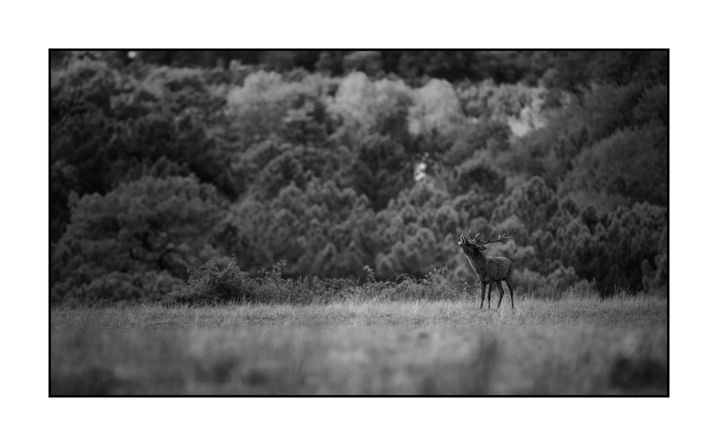 nuances-de-noirs-et-de-blancs/057-brame-du-cerf/en/12-red-deer-bellowing-rut-of-the-deer-190920CHMBRA0583B