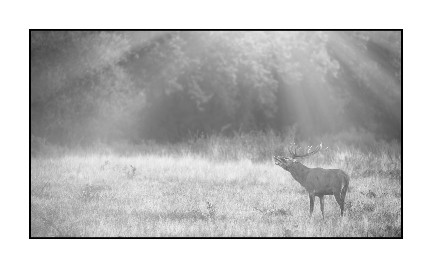 nuances-de-noirs-et-de-blancs/057-brame-du-cerf/en/17-red-deer-bellowing-rut-of-the-deer-200928CHABRA0202B