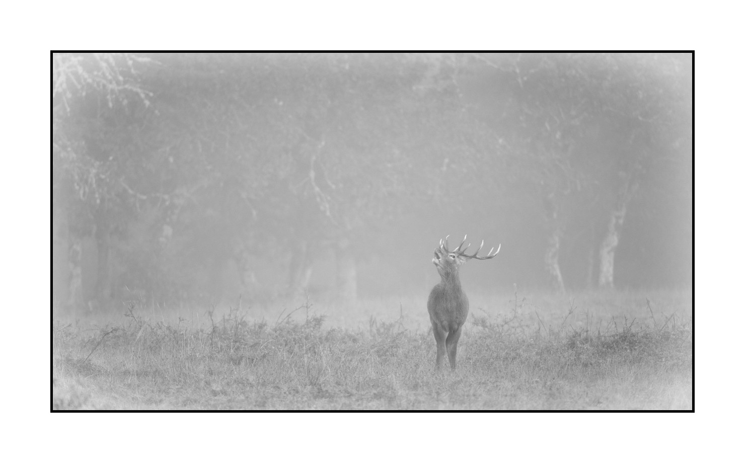 nuances-de-noirs-et-de-blancs/057-brame-du-cerf/en/19-red-deer-bellowing-rut-of-the-deer-200928CHABRA0088B