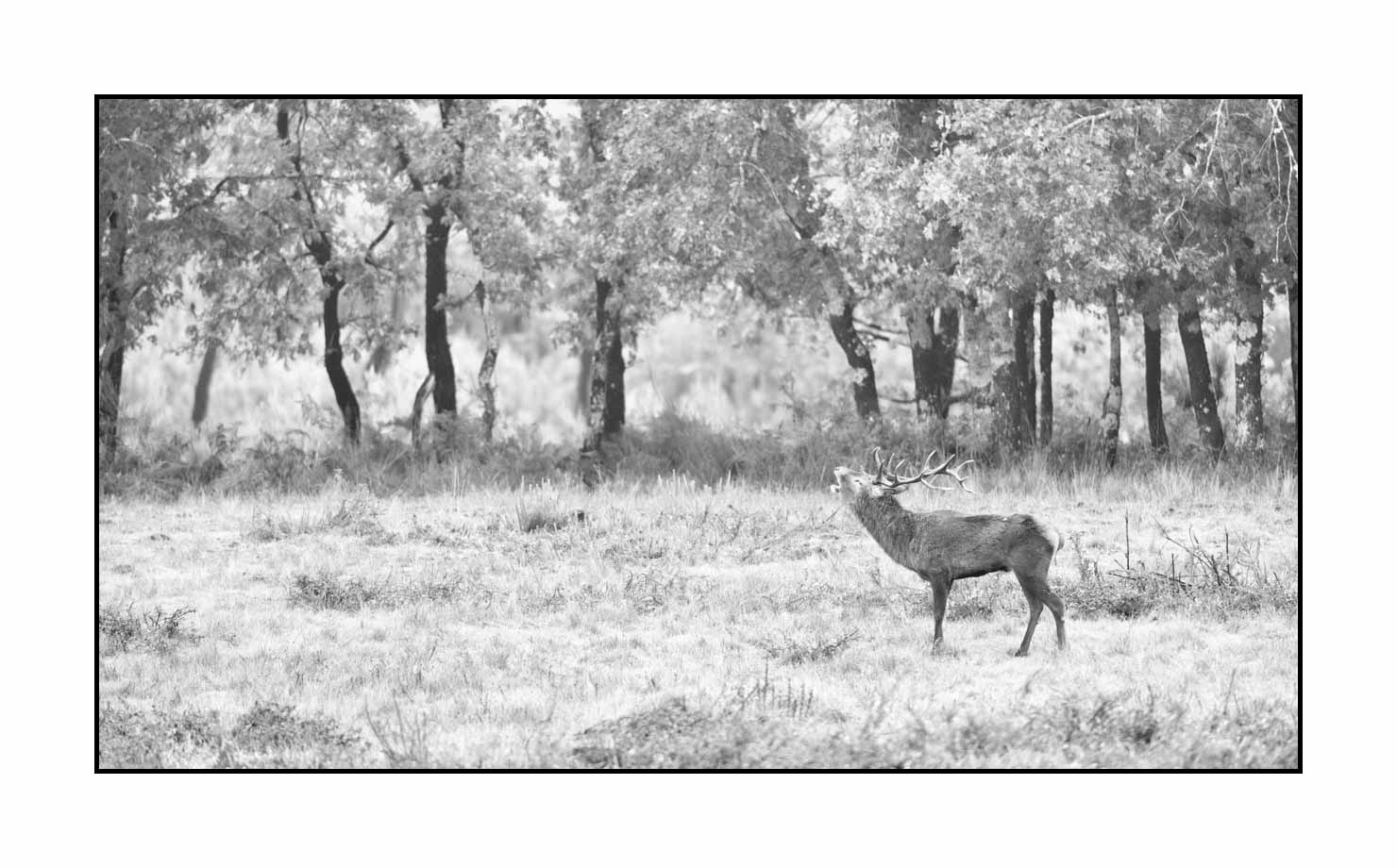 nuances-de-noirs-et-de-blancs/057-brame-du-cerf/en/22-red-deer-bellowing-rut-of-the-deer-200928CHABRA1028B