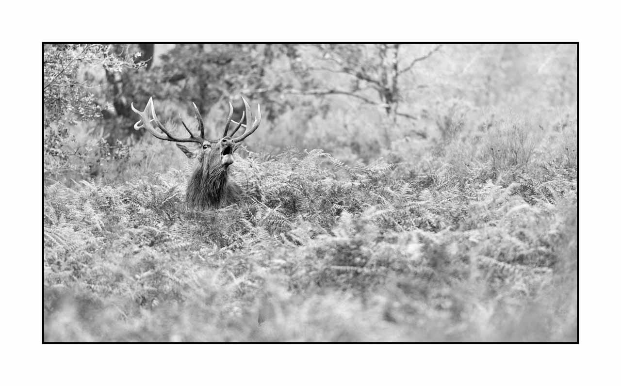 nuances-de-noirs-et-de-blancs/057-brame-du-cerf/en/26-red-deer-bellowing-rut-of-the-deer-220925BRACHM0070B