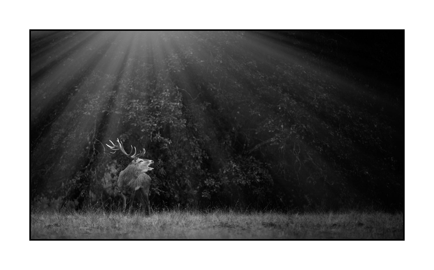 nuances-de-noirs-et-de-blancs/057-brame-du-cerf/fr/01-cerf-bramant-pendant-le-brame-du-cerf-200928CHABRA0405B