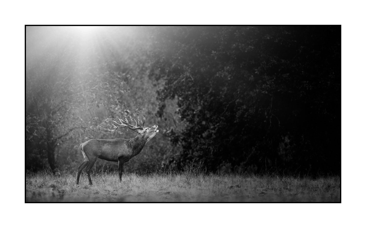 nuances-de-noirs-et-de-blancs/057-brame-du-cerf/fr/02-cerf-bramant-pendant-le-brame-du-cerf-200928CHABRA0448B