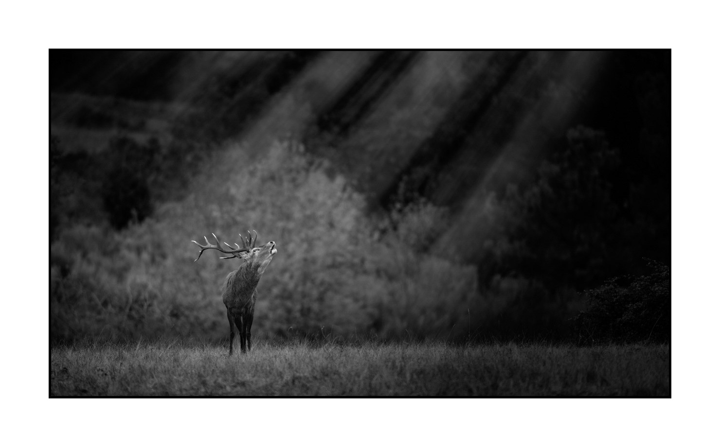 nuances-de-noirs-et-de-blancs/057-brame-du-cerf/fr/03-cerf-bramant-pendant-le-brame-du-cerf-200928CHABRA0465B