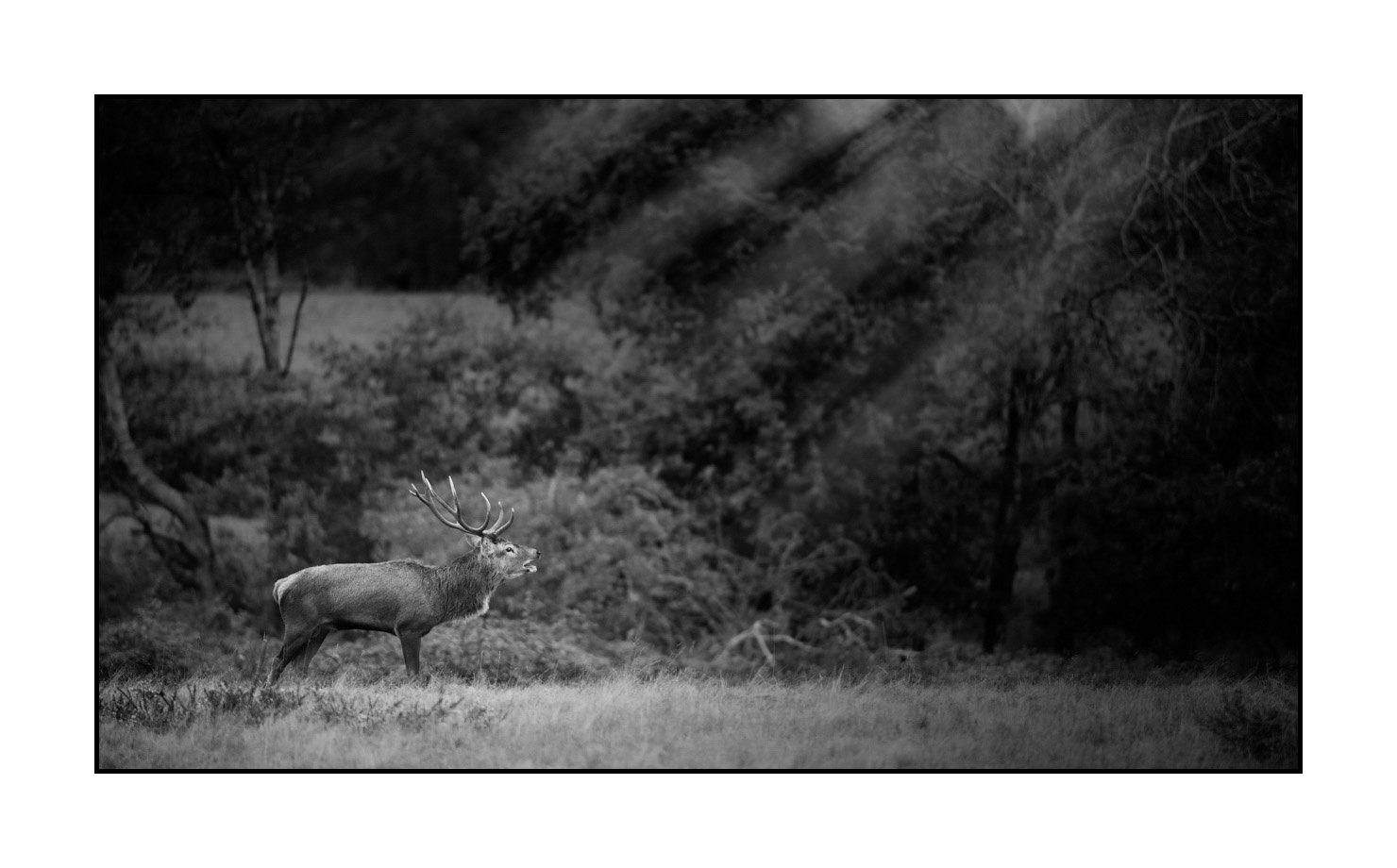 nuances-de-noirs-et-de-blancs/057-brame-du-cerf/fr/04-cerf-bramant-pendant-le-brame-du-cerf-200928CHABRA0753B
