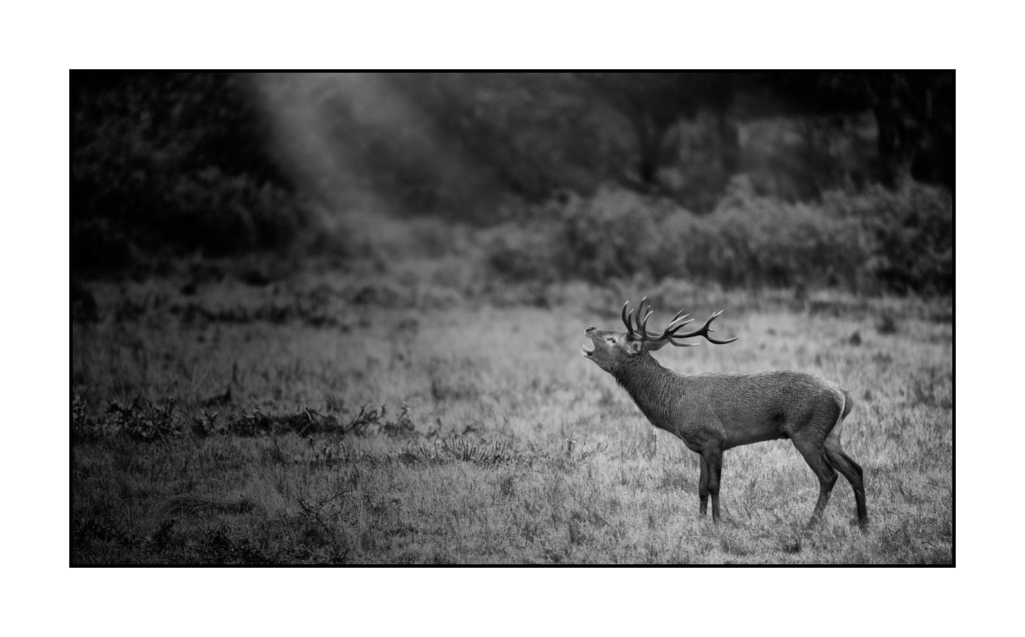 nuances-de-noirs-et-de-blancs/057-brame-du-cerf/fr/05-cerf-bramant-pendant-le-brame-du-cerf-200928CHABRA0856B