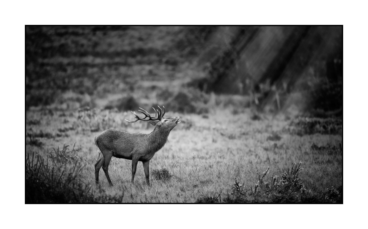 nuances-de-noirs-et-de-blancs/057-brame-du-cerf/fr/06-cerf-bramant-pendant-le-brame-du-cerf-200928CHABRA0910B