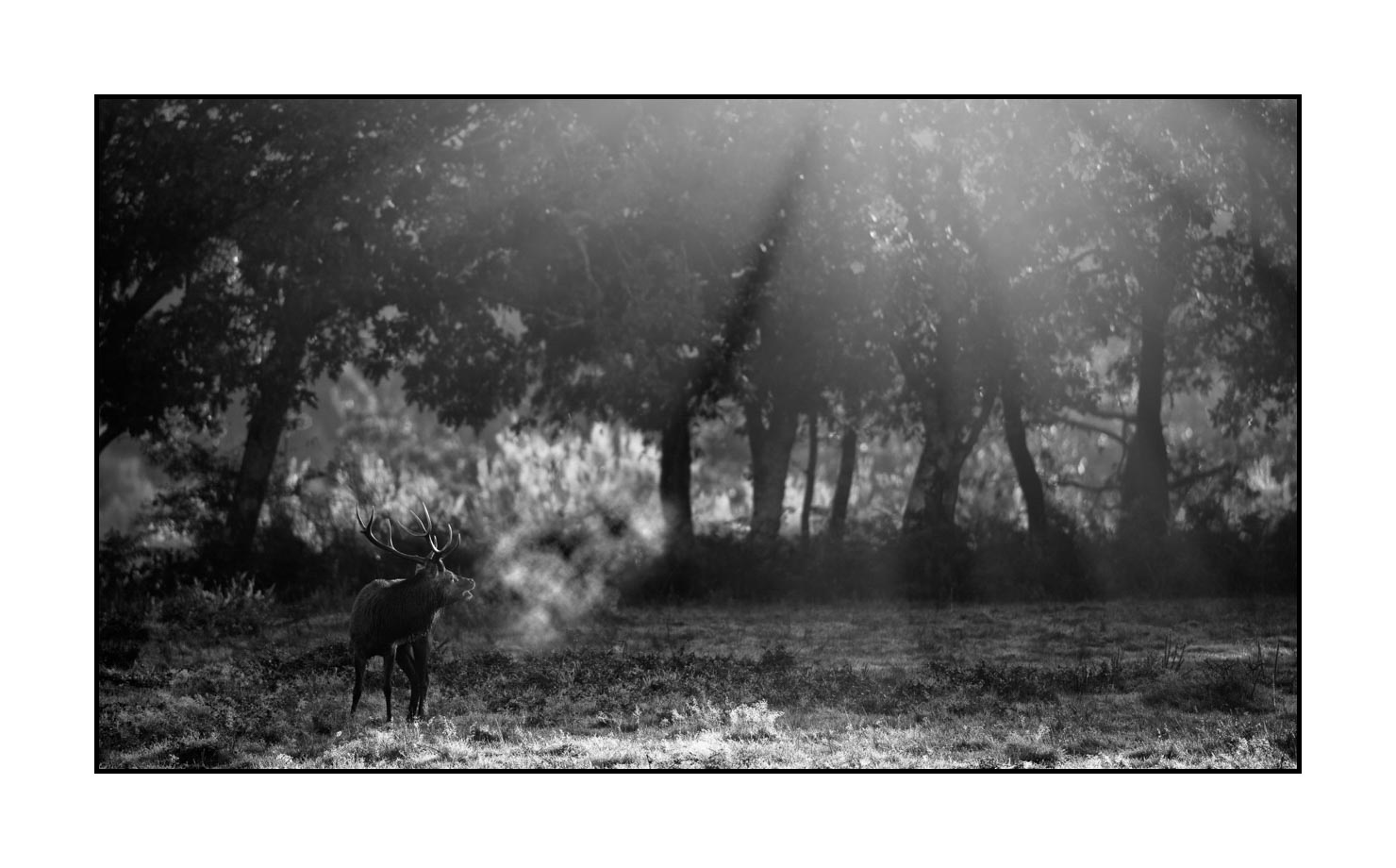 nuances-de-noirs-et-de-blancs/057-brame-du-cerf/fr/07-cerf-bramant-pendant-le-brame-du-cerf-200928CHABRA1315B