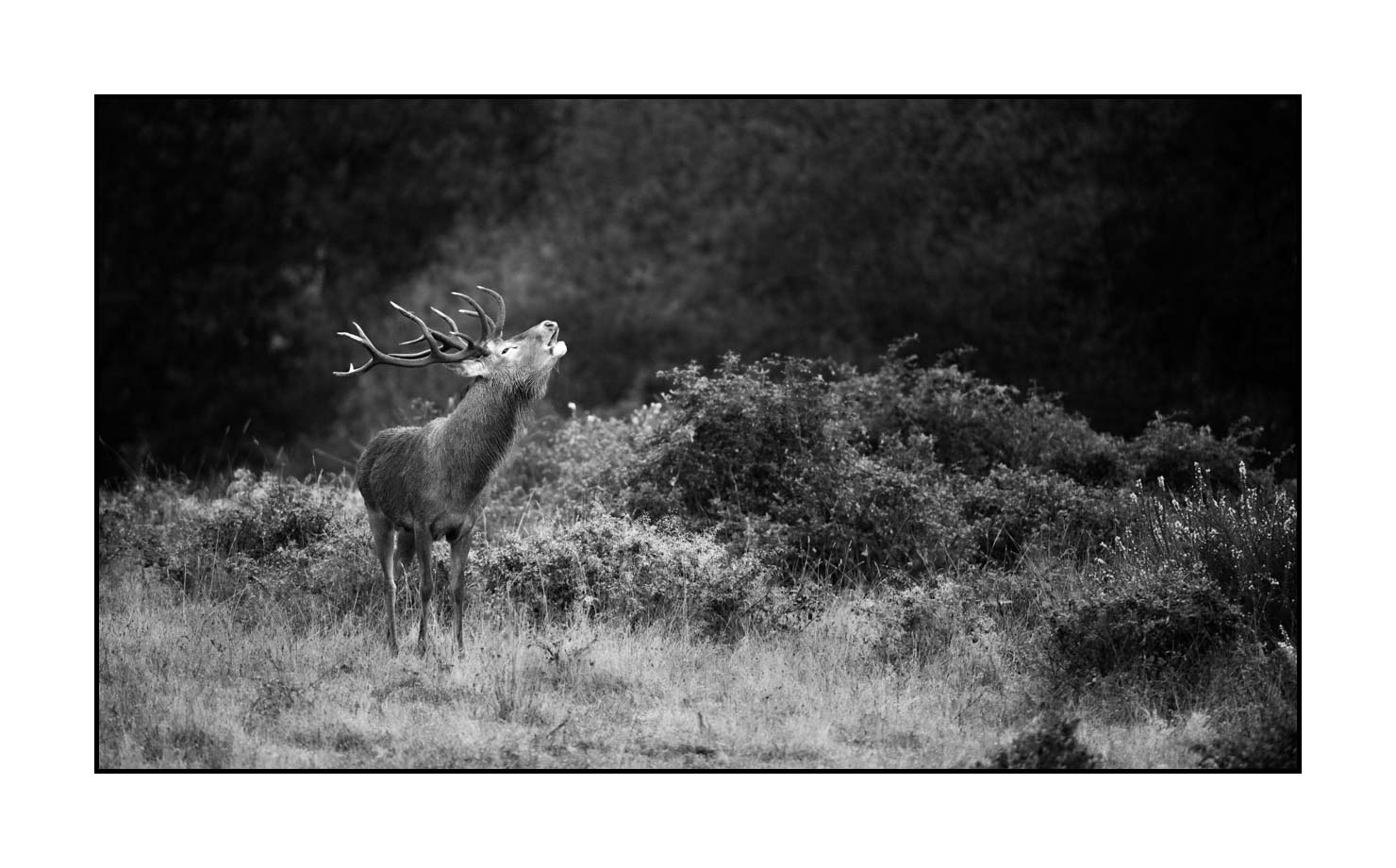 nuances-de-noirs-et-de-blancs/057-brame-du-cerf/fr/09-cerf-bramant-pendant-le-brame-du-cerf-190920CHMBRA0413B