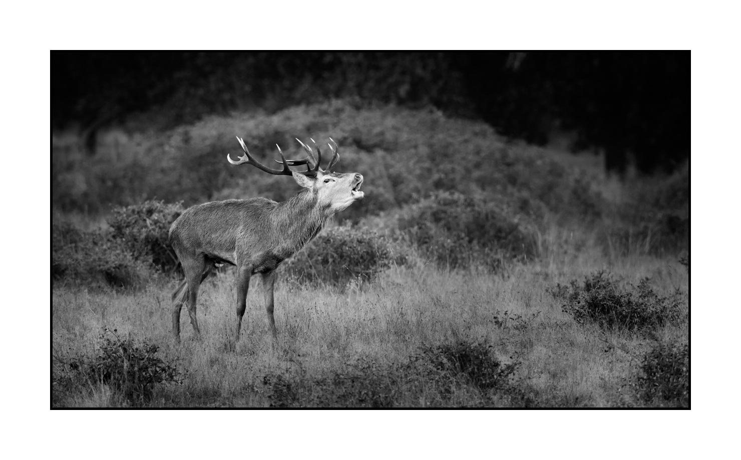 nuances-de-noirs-et-de-blancs/057-brame-du-cerf/fr/10-cerf-bramant-pendant-le-brame-du-cerf-190920CHMBRA0159B
