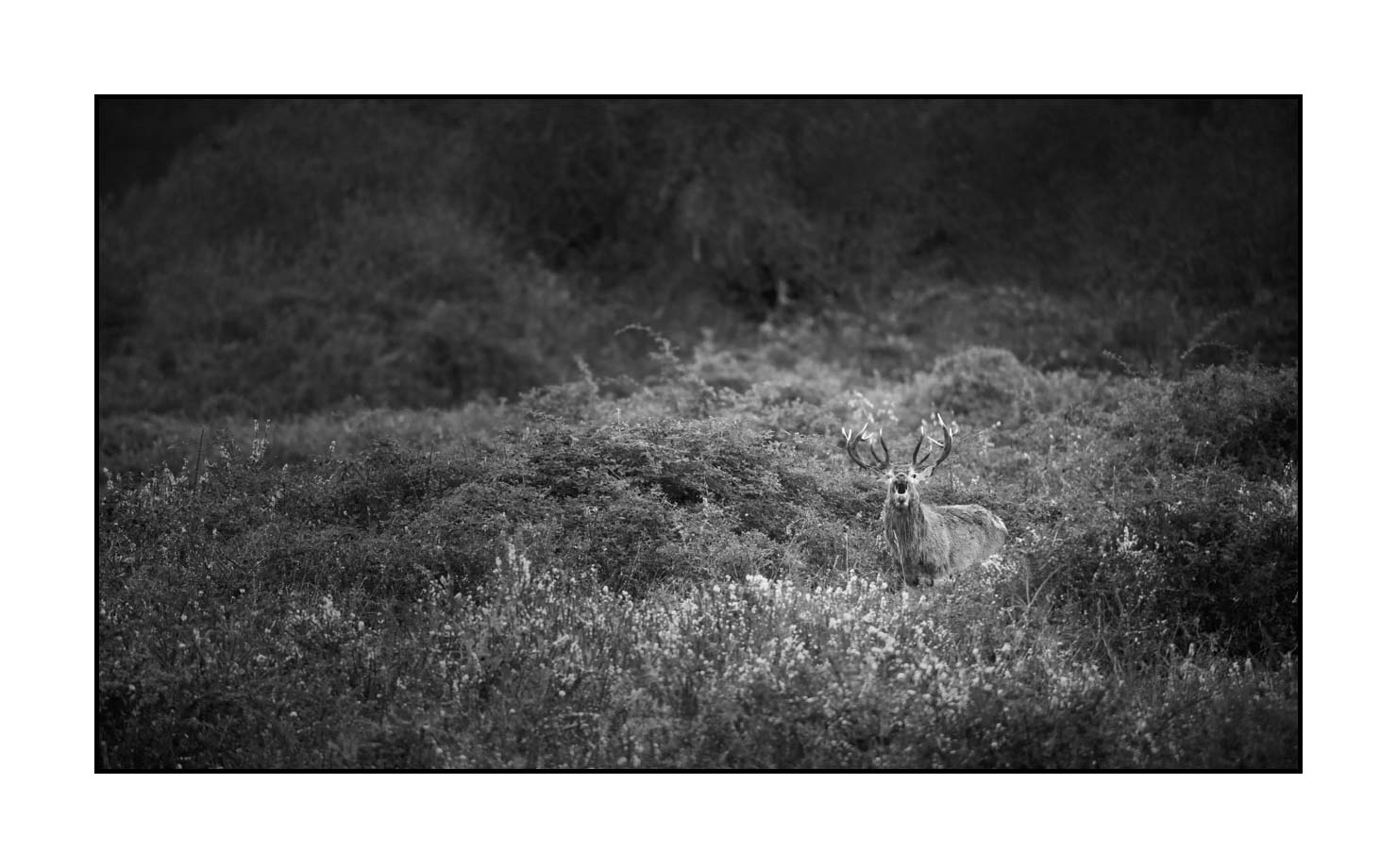 nuances-de-noirs-et-de-blancs/057-brame-du-cerf/fr/11-cerf-bramant-pendant-le-brame-du-cerf-190920CHMBRA0513B