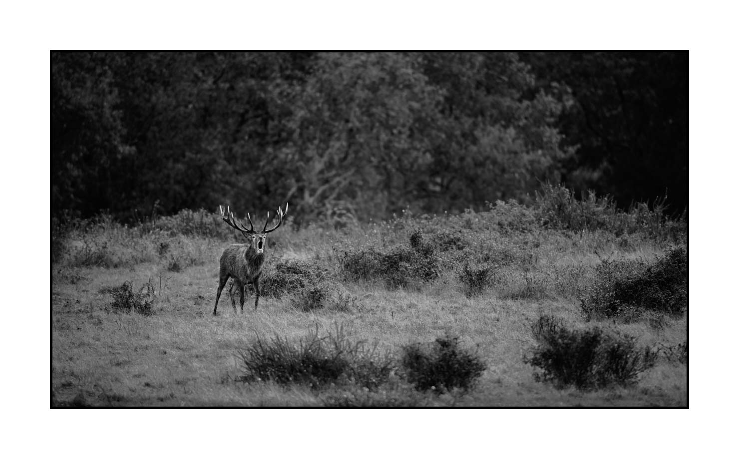 nuances-de-noirs-et-de-blancs/057-brame-du-cerf/fr/13-cerf-bramant-pendant-le-brame-du-cerf-190920CHMBRA0781B