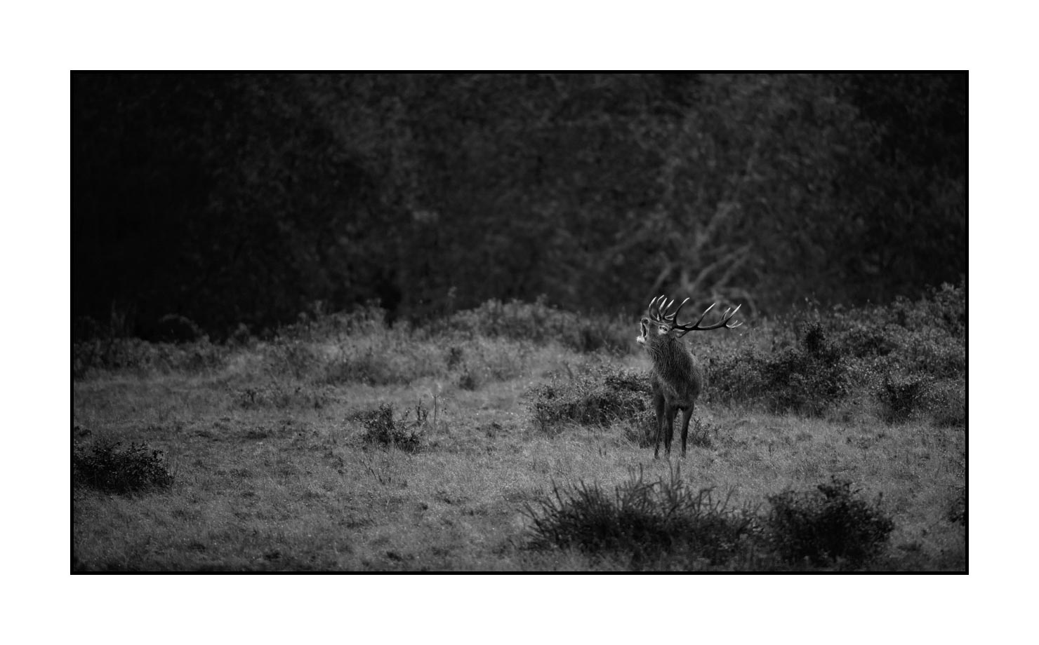 nuances-de-noirs-et-de-blancs/057-brame-du-cerf/fr/14-cerf-bramant-pendant-le-brame-du-cerf-190920CHMBRA0828B