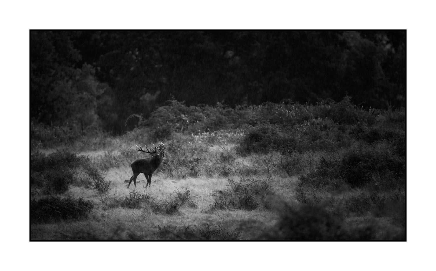 nuances-de-noirs-et-de-blancs/057-brame-du-cerf/fr/15-cerf-bramant-pendant-le-brame-du-cerf-190920CHMBRA0687B
