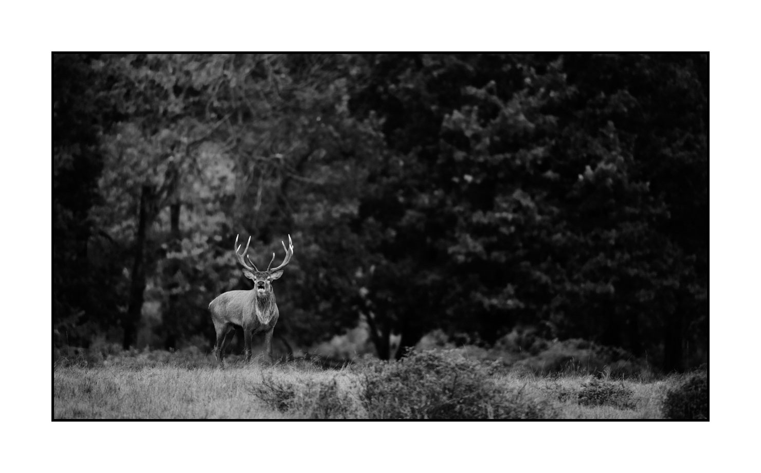 nuances-de-noirs-et-de-blancs/057-brame-du-cerf/fr/16-cerf-bramant-pendant-le-brame-du-cerf-200928CHABRA0786B