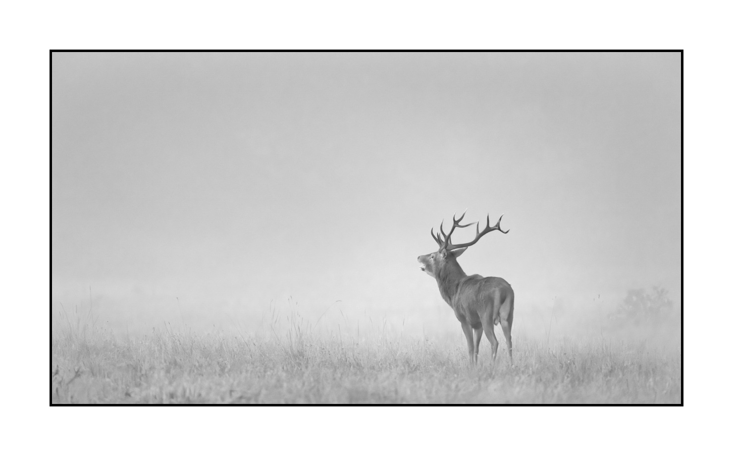 nuances-de-noirs-et-de-blancs/057-brame-du-cerf/fr/18-cerf-bramant-pendant-le-brame-du-cerf-200928CHABRA0006B