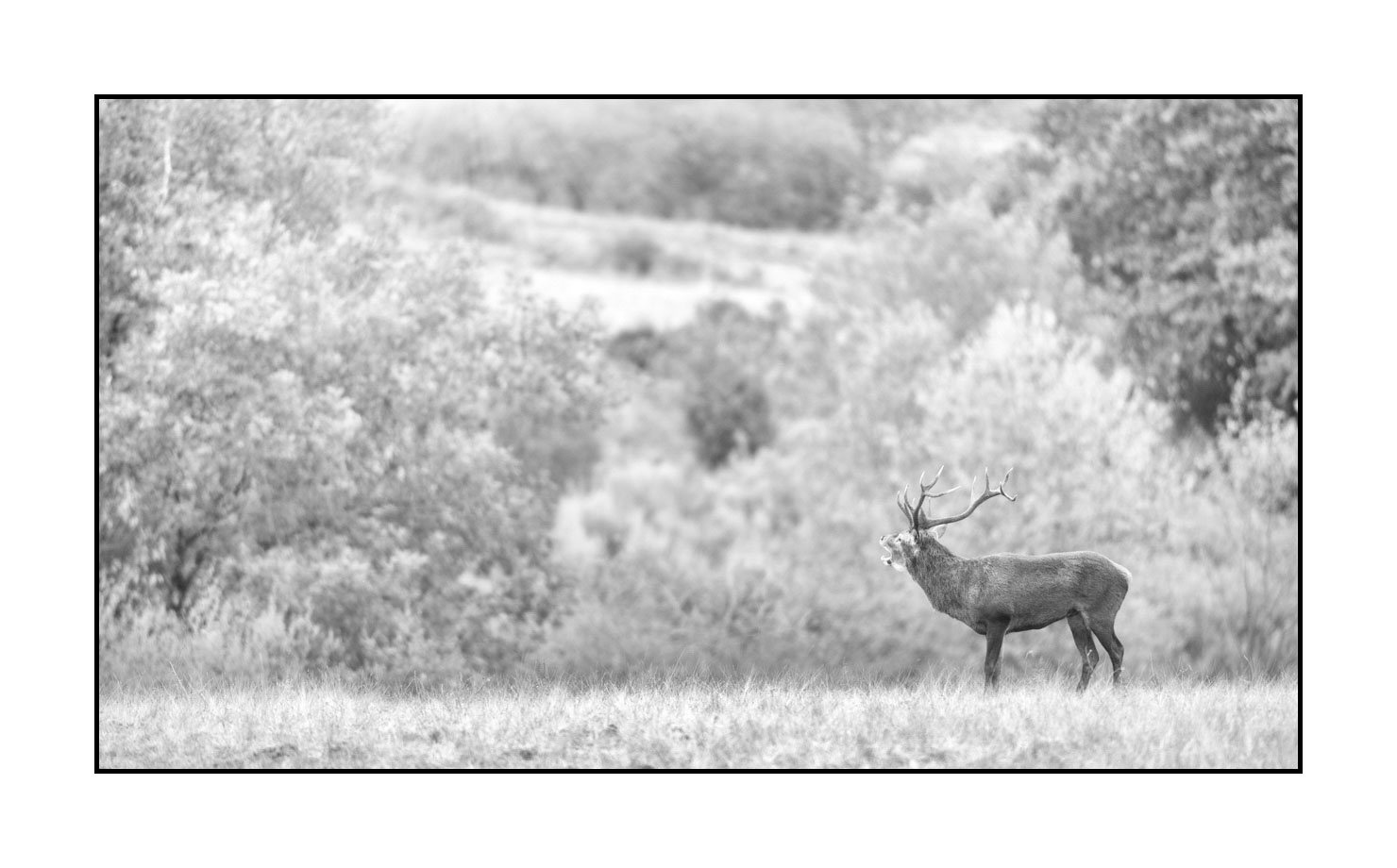 nuances-de-noirs-et-de-blancs/057-brame-du-cerf/fr/20-cerf-bramant-pendant-le-brame-du-cerf-200928CHABRA0456B