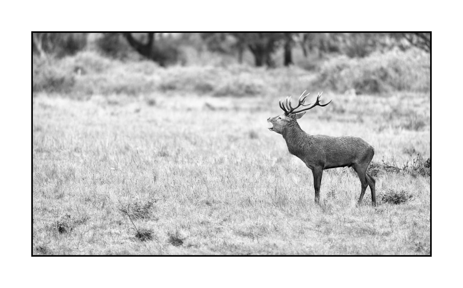 nuances-de-noirs-et-de-blancs/057-brame-du-cerf/fr/21-cerf-bramant-pendant-le-brame-du-cerf-200928CHABRA0874B