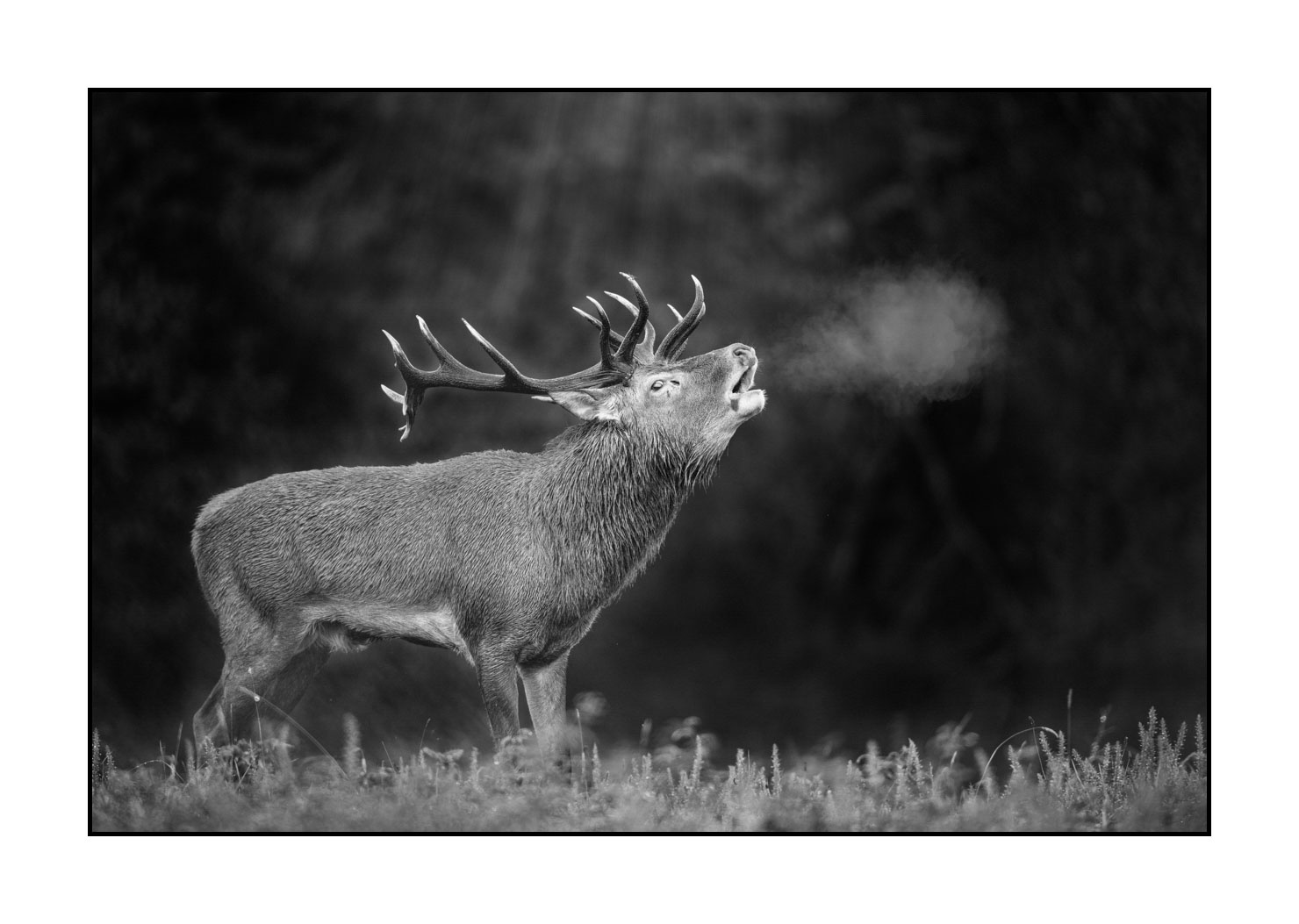 nuances-de-noirs-et-de-blancs/057-brame-du-cerf/fr/23-cerf-bramant-pendant-le-brame-du-cerf-20210926BRACHA0017B