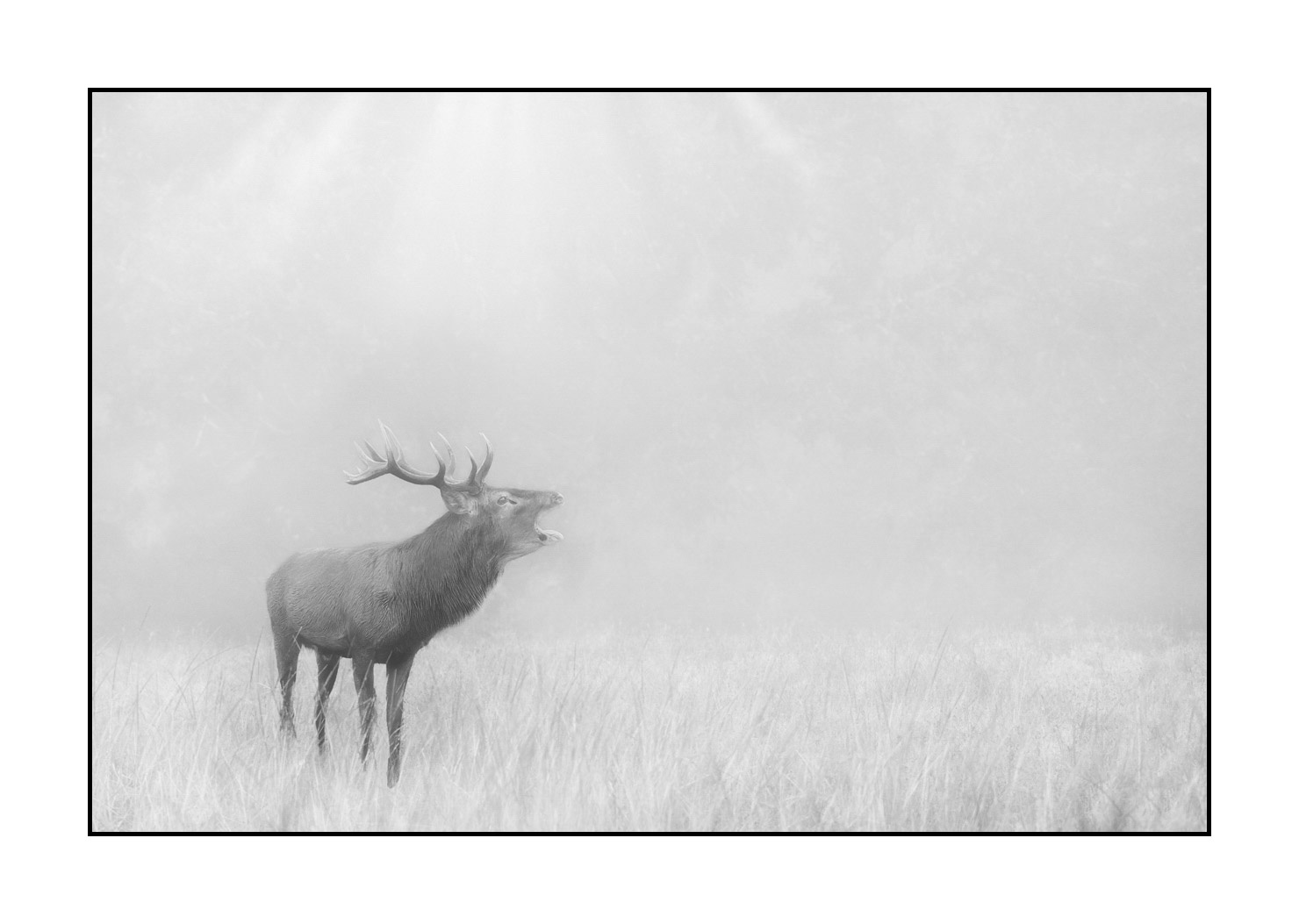 nuances-de-noirs-et-de-blancs/057-brame-du-cerf/fr/24-cerf-bramant-pendant-le-brame-du-cerf-20210926BRACHA0269B
