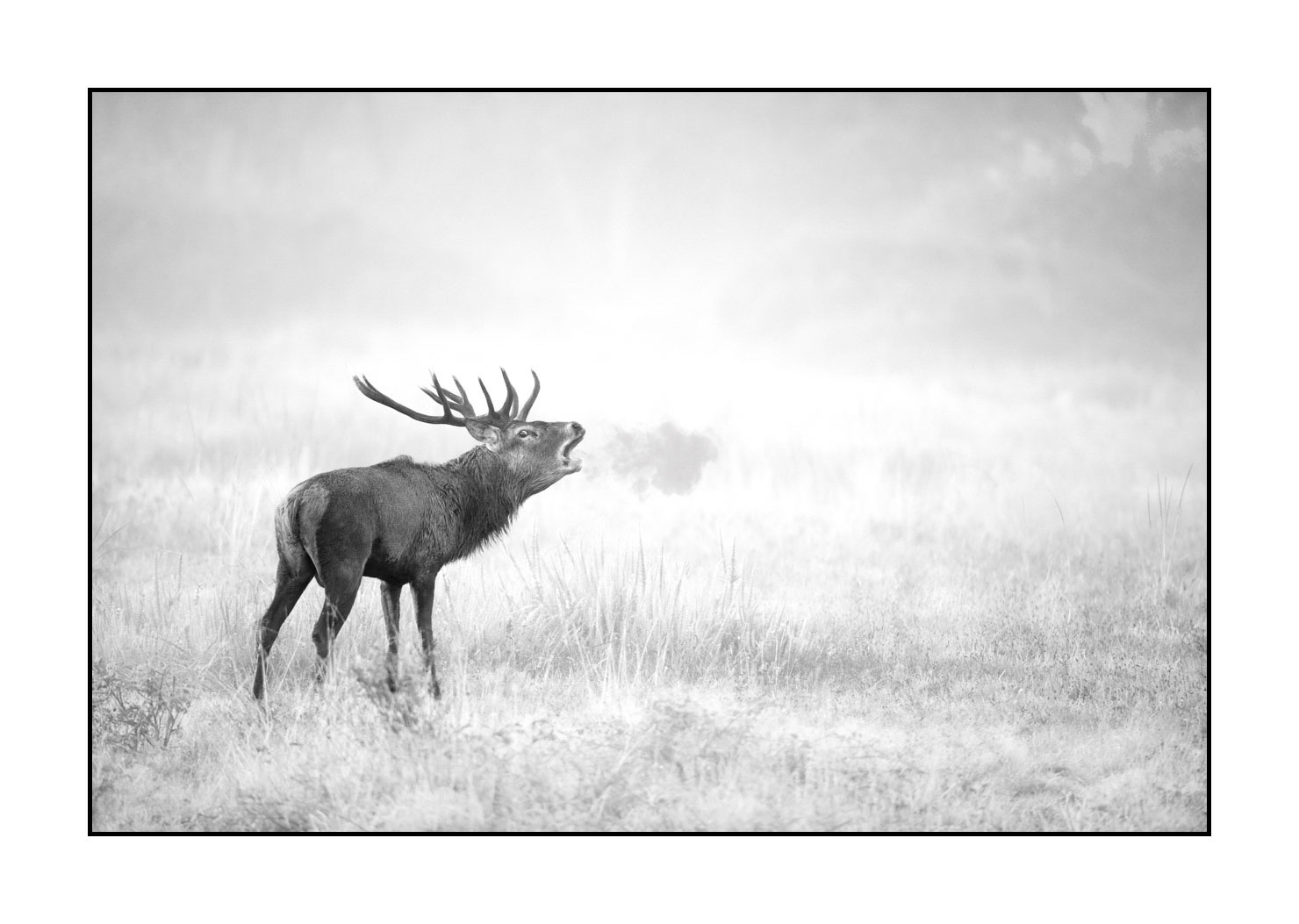 nuances-de-noirs-et-de-blancs/057-brame-du-cerf/fr/25-cerf-bramant-pendant-le-brame-du-cerf-20210926BRACHA0339B
