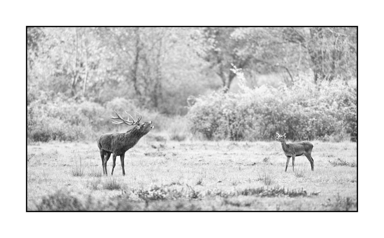 nuances-de-noirs-et-de-blancs/057-brame-du-cerf/fr/27-cerf-bramant-pendant-le-brame-du-cerf-220926BRACHM0246B