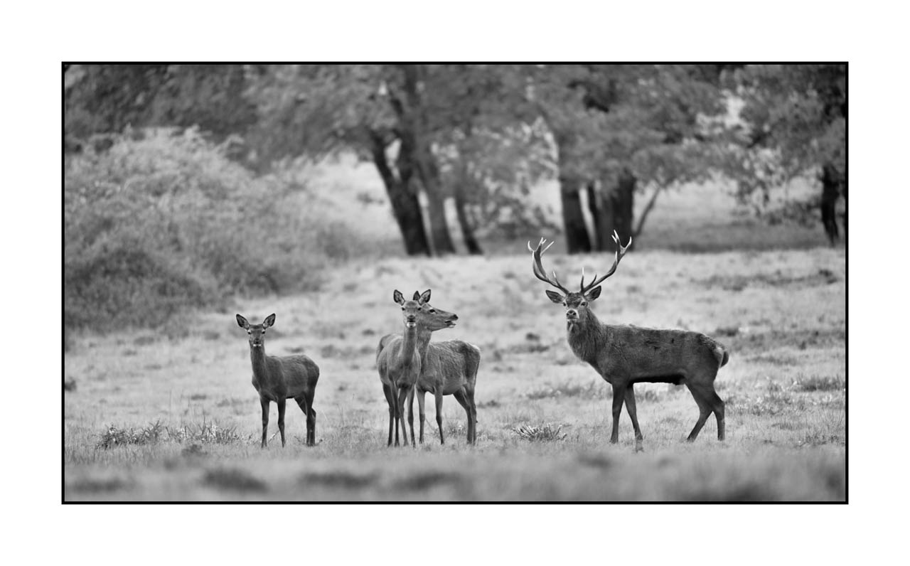 nuances-de-noirs-et-de-blancs/057-brame-du-cerf/fr/28-cerf-bramant-pendant-le-brame-du-cerf-220926BRACHM0442B