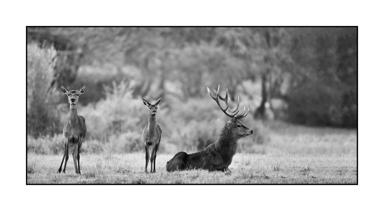 nuances-de-noirs-et-de-blancs/057-brame-du-cerf/fr/29-cerf-bramant-pendant-le-brame-du-cerf-220926BRACHM0463B