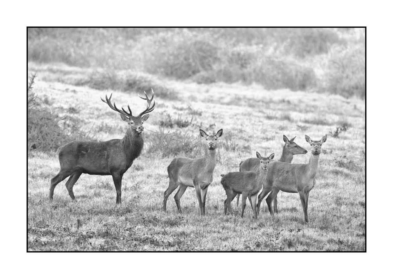 nuances-de-noirs-et-de-blancs/057-brame-du-cerf/fr/31-cerf-bramant-pendant-le-brame-du-cerf-220926BRACHM0821B