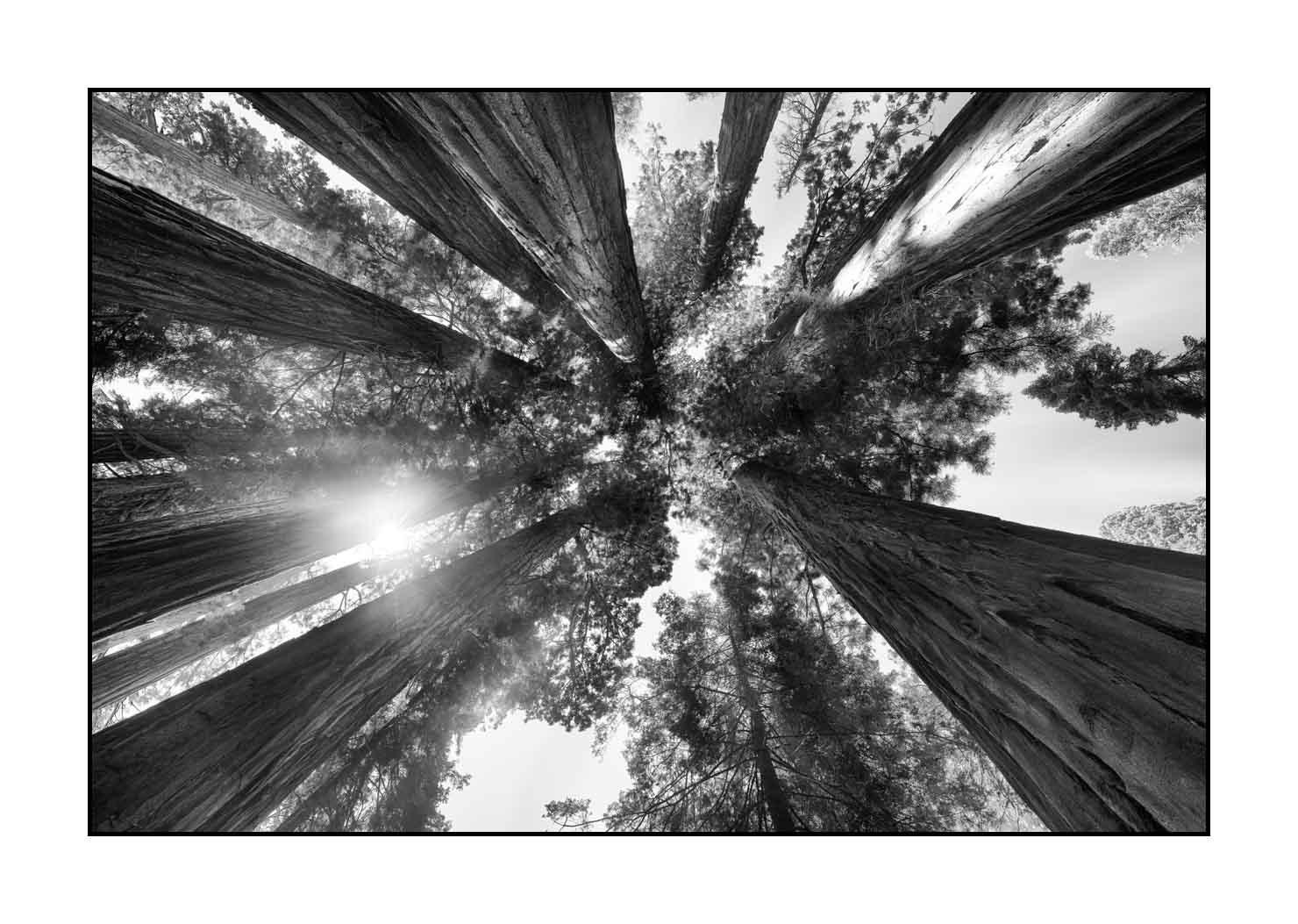 nuances-de-noirs-et-de-blancs/068-merveilles-de-sequoia/en/08-landscape-sequoia-national-park-black-and-white-190824SEQLAN0444B