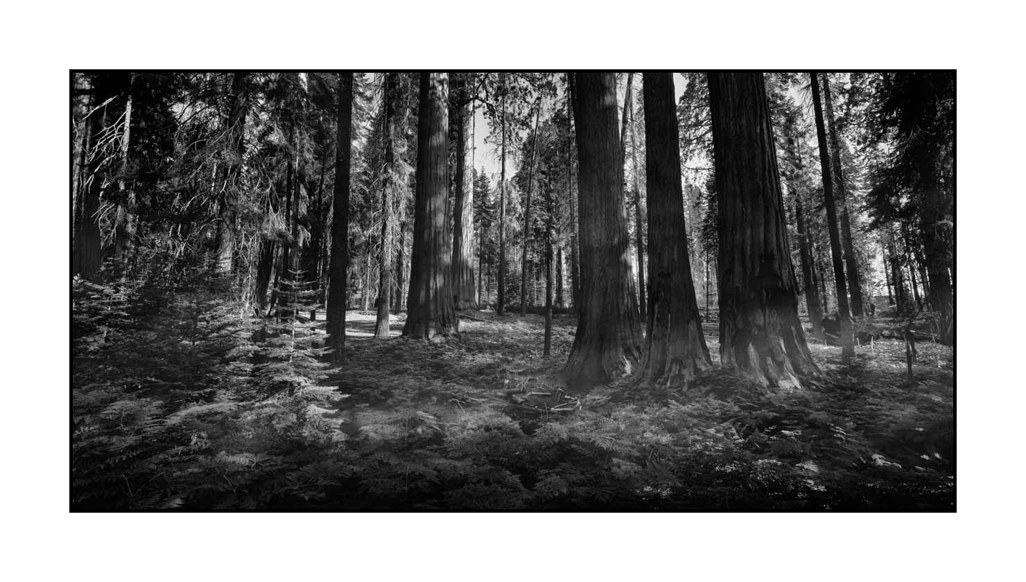 nuances-de-noirs-et-de-blancs/068-merveilles-de-sequoia/fr/02-paysage-parc-national-sequoia-noir-et-blanc-190824SEQLAN0610B