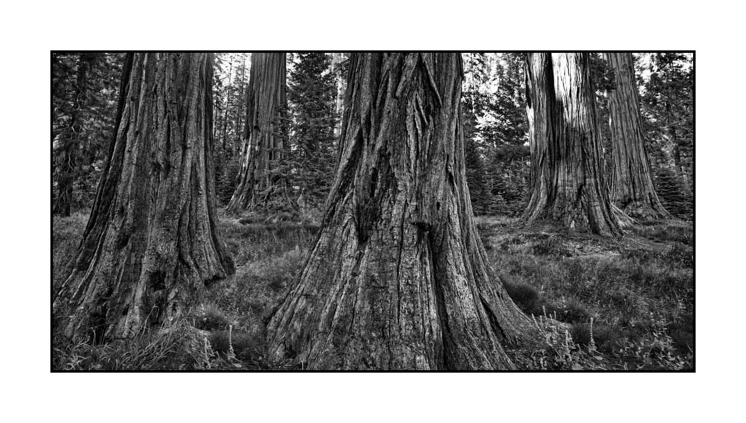 nuances-de-noirs-et-de-blancs/068-merveilles-de-sequoia/fr/04-paysage-parc-national-sequoia-noir-et-blanc-190824SEQLAN0102B
