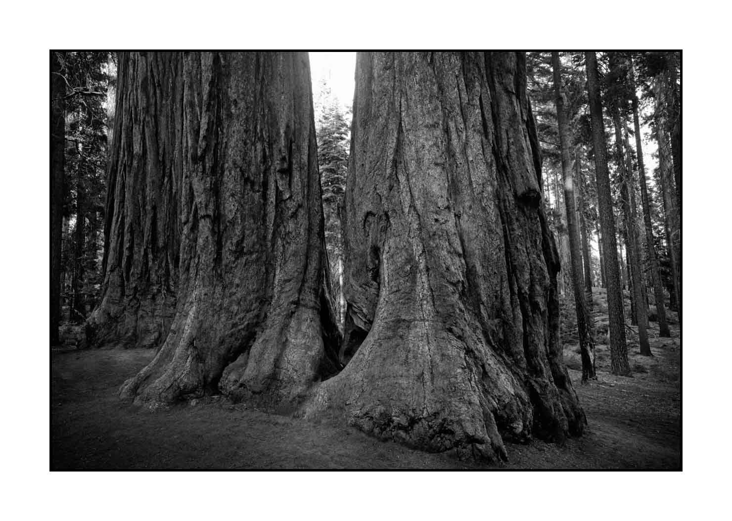 nuances-de-noirs-et-de-blancs/068-merveilles-de-sequoia/fr/05-paysage-parc-national-sequoia-noir-et-blanc-190824SEQLAN0384B