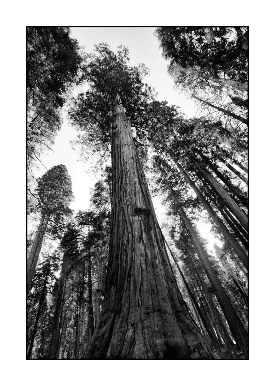 nuances-de-noirs-et-de-blancs/068-merveilles-de-sequoia/fr/06-paysage-parc-national-sequoia-noir-et-blanc-190824SEQLAN0226B