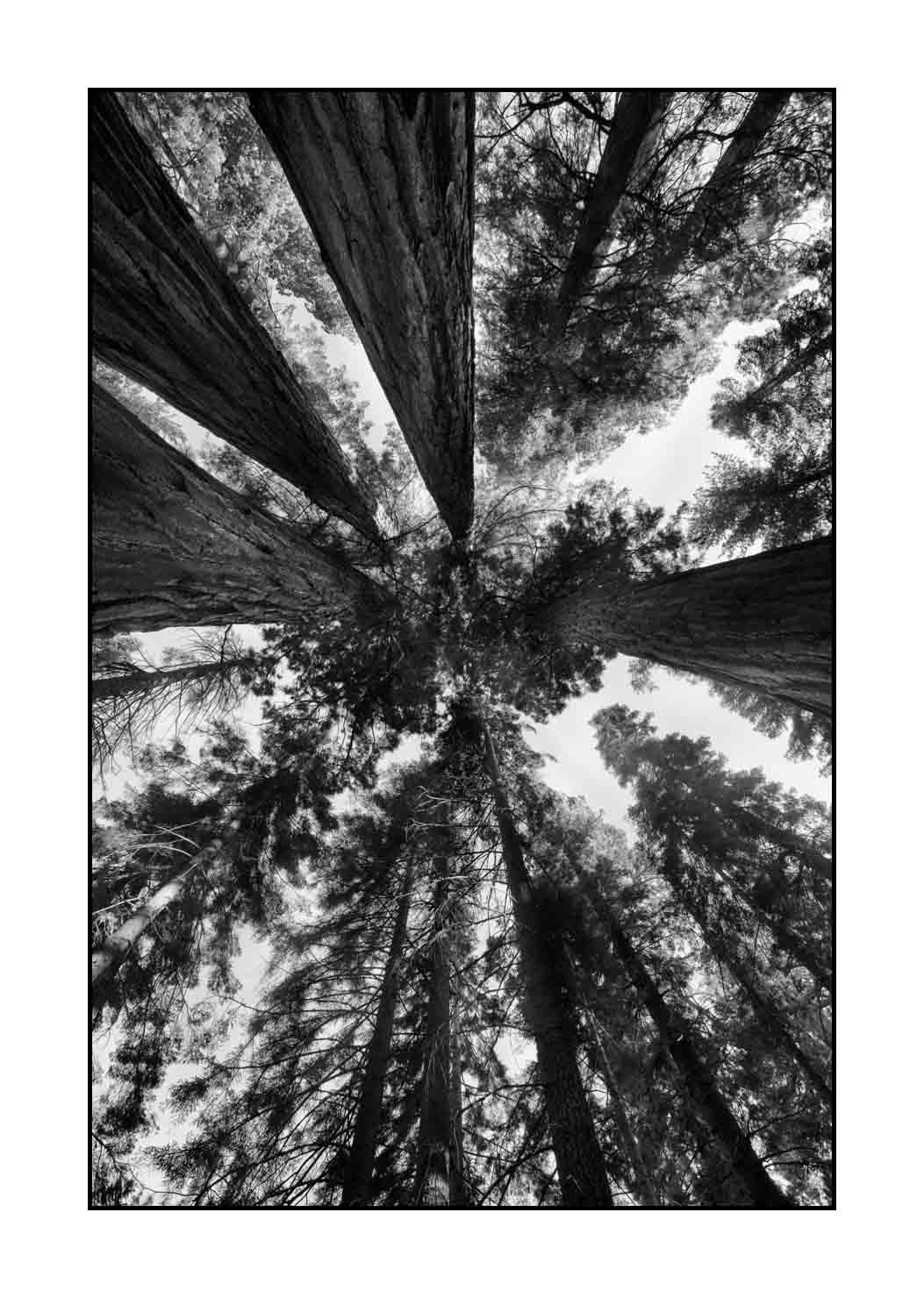 nuances-de-noirs-et-de-blancs/068-merveilles-de-sequoia/fr/07-paysage-parc-national-sequoia-noir-et-blanc-190824SEQLAN0414B