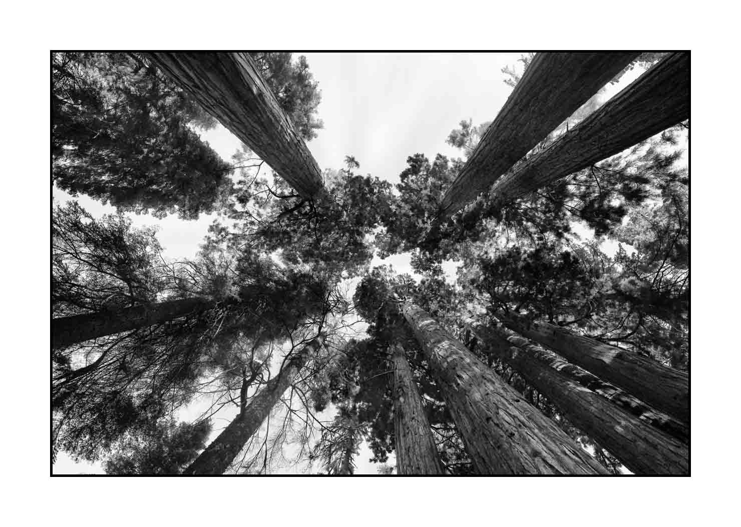 nuances-de-noirs-et-de-blancs/068-merveilles-de-sequoia/fr/10-paysage-parc-national-sequoia-noir-et-blanc-190824SEQLAN0475B