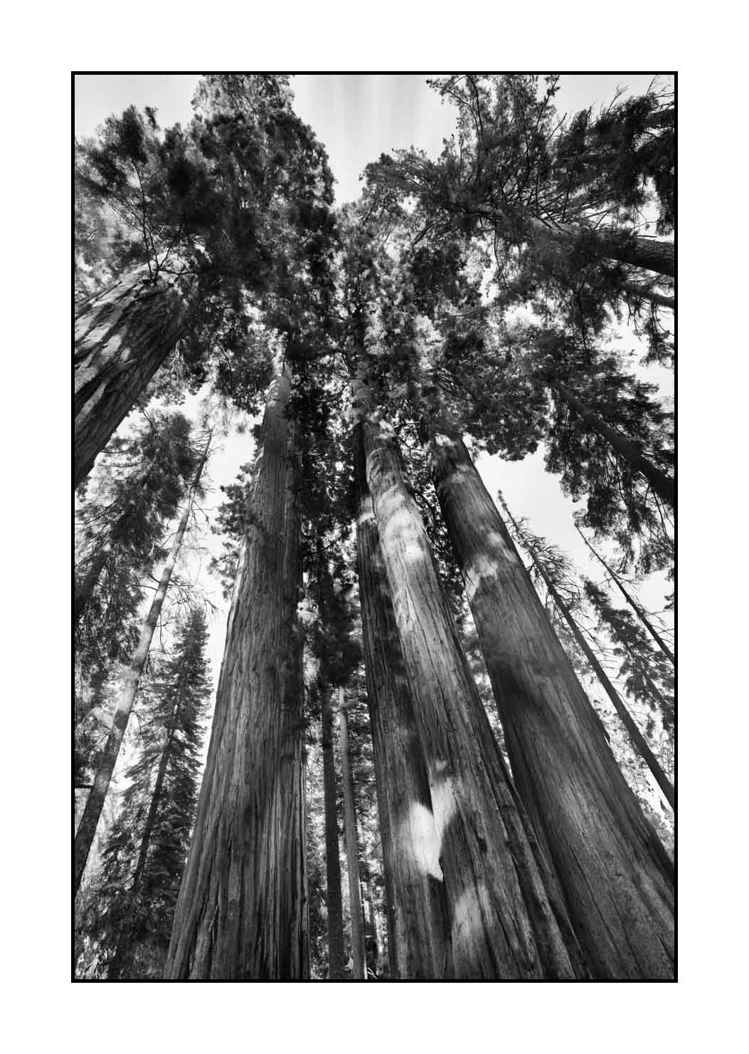 nuances-de-noirs-et-de-blancs/068-merveilles-de-sequoia/fr/11-paysage-parc-national-sequoia-noir-et-blanc-190824SEQLAN0467B